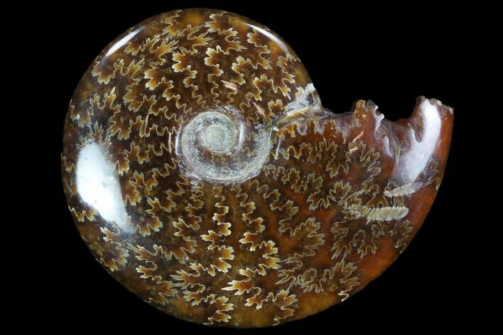 Polished, Agatized Ammonite (Cleoniceras) - Madagascar #97263